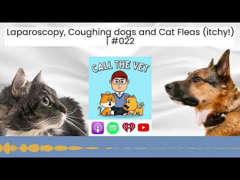 Laparoscopy, Coughing dogs and Cat Fleas (itchy!) | #022