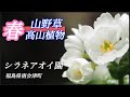 【山野草・高山植物】4月　シラネアオイ園の花々　サンカヨウ・シラネアオイなど　福島県南会津町