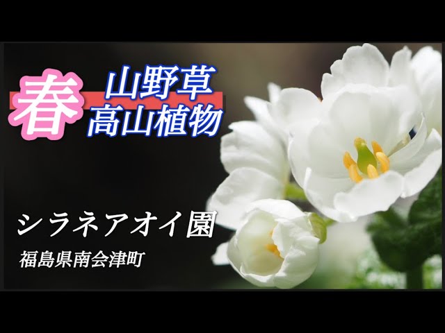 山野草・高山植物】4月 シラネアオイ園の花々 サンカヨウ