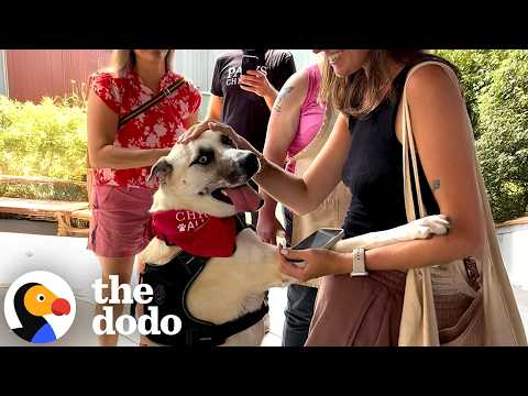 Shelter's Longest Resident Finally Gets Her Own Adoption Party | The Dodo