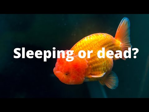 How to tell if goldfish is sleeping or dead?