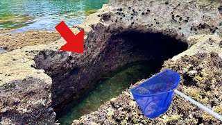 磯の不思議な潮溜まりでガサガサすると…?