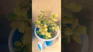 Jet plant kis time ko Mota karne ki tips
