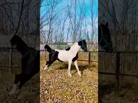 Is Sihua's appearance acceptable