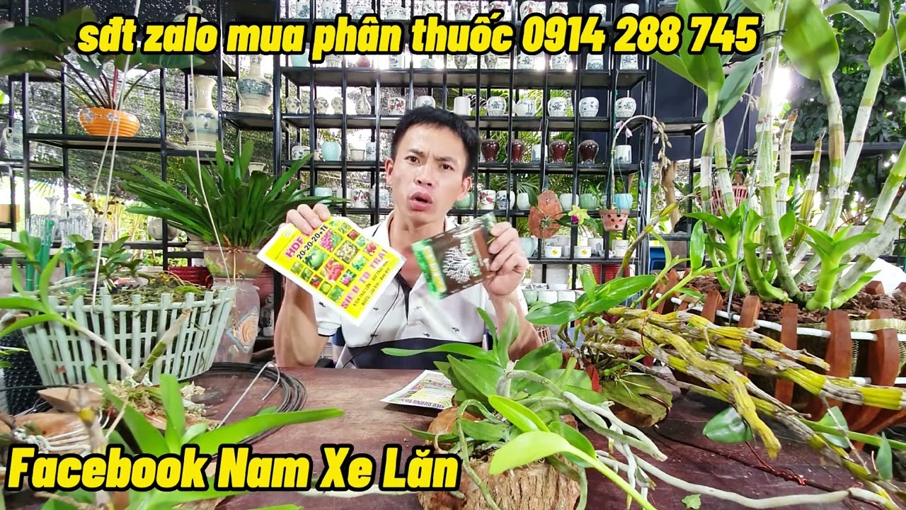 CÁCH KÍCH RỄ KÍCH MẦM HOA PHONG LAN - NAM XE LĂN - youtube