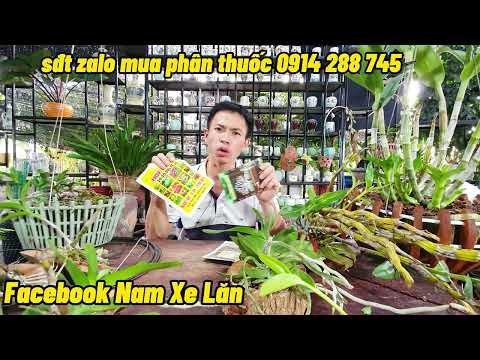 Video CÁCH KÍCH RỄ KÍCH MẦM HOA PHONG LAN - NAM XE LĂN - youtube