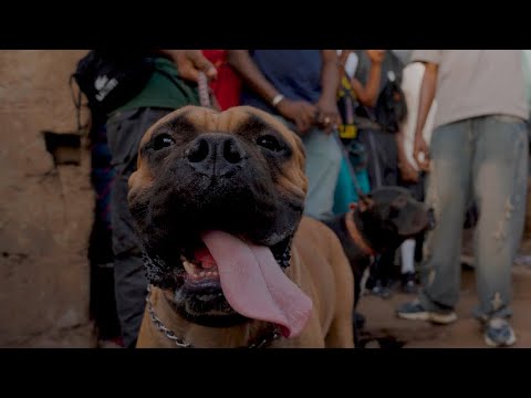 DAVIDSON - CORRECTION (STREET VIDEO) 2026