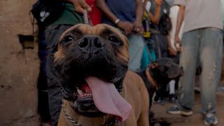 Davidson - Correction Street Video 2026