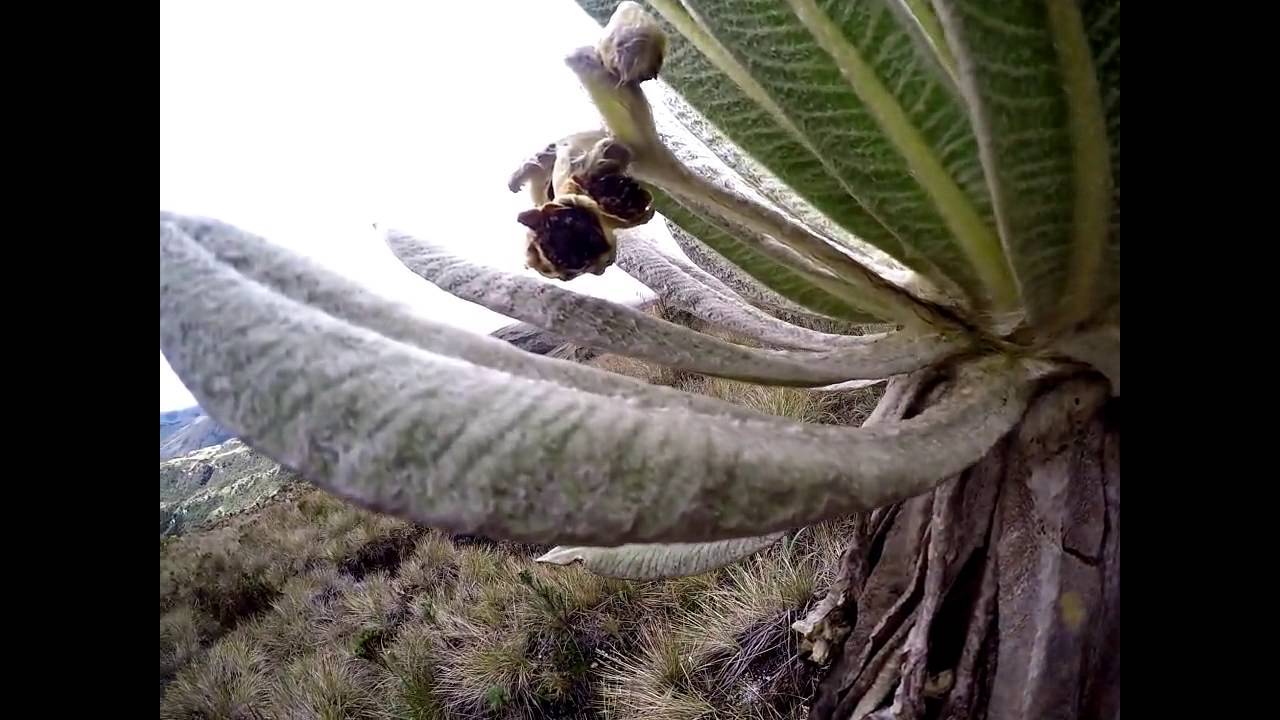 Nudo de los Pastos Volcán Cumbal YouTube
