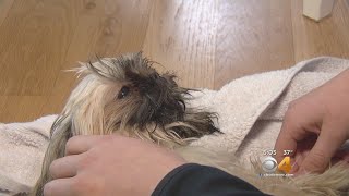 Puppy Stolen From Yard Returned To Owner