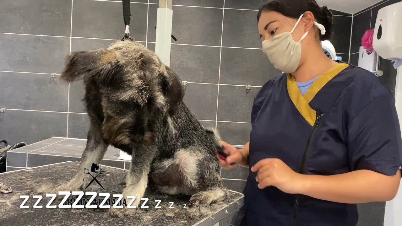 Puppy Ralph falls asleep (Ralph's first groom outtake)