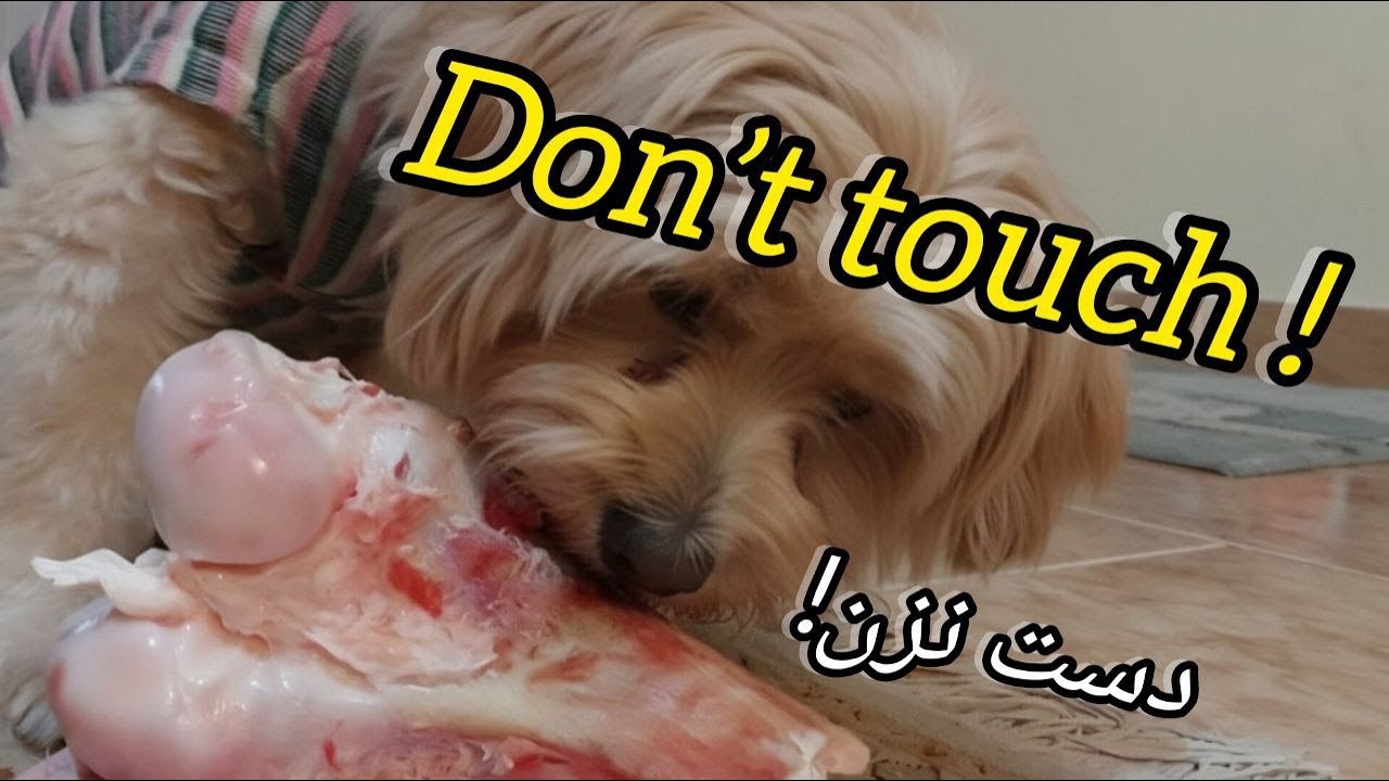 A Dog Growling Over Its Bone | This Look May Turn Into an Attack 🐕⚠️