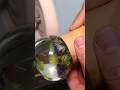 Crystall-in 🔮✨ #calmdown #viral #flowers #resin #pine #piña #cristal #trasparente #like #videotop