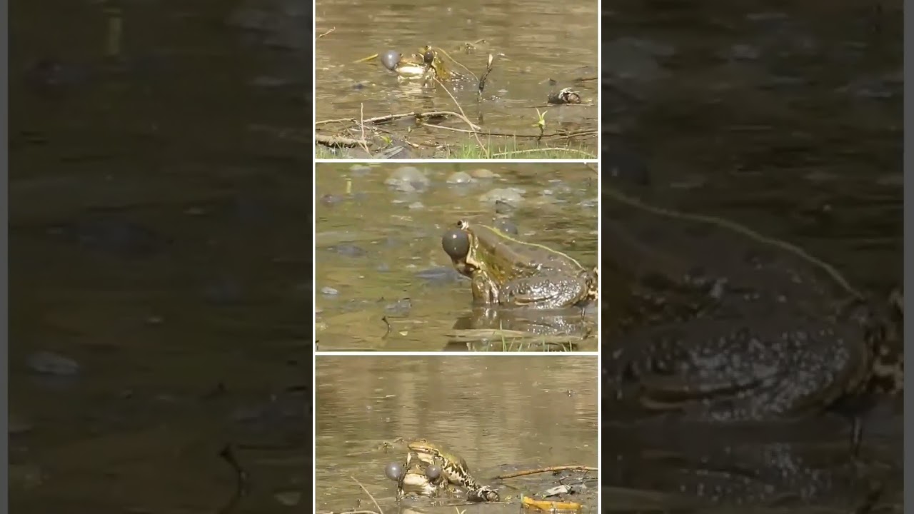 FROGS IN MOSCOW LANDSCAPE PARK. ЛЯГУШКИ В ЛАНДШАФТНОМ ПАРКЕ. 
