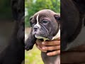 8810623049 American Bully puppy booking open heavy bone bully short body strong pups ready 🐶🔥