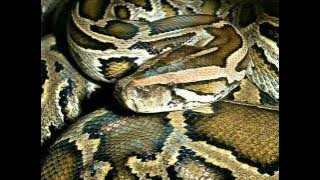 Padhyangan 6   Juragan Ular Pancen Oye