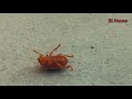 #16: Bọ Cánh Cứng Tuột Xích - Beetle