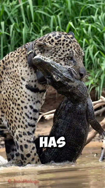 The Leopard Mother Who Challenged a Crocodile 😱🐆🐊#leopard #crocodile #dragon