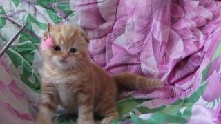 Шотландские вислоухие котята. Шотландские вислоухие котята.