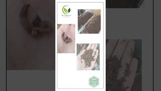 AK Organics - Vermicompost - Organic Fertilizer - 03351142142