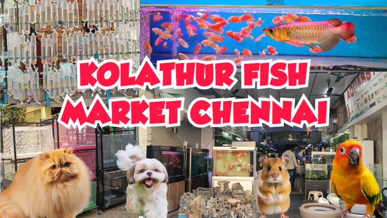 KOLATHUR PET & FISH MARKET IMPORTED FISH TANKS PET ACCESSOIRES