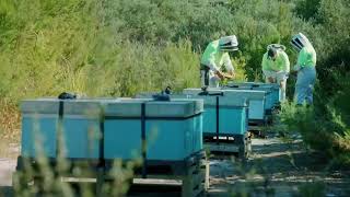 Details MyApiary Manager Teaser Update