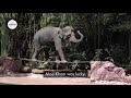 Give abused elephants a better life