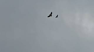 Celebrity Crows Attack Hawk in Midair Showdown Over Asheville! Profile