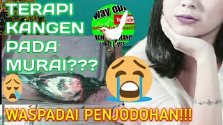 CARA PALING UNIK !!! MENJODOHKAN MURAI BATU ALA CHANNEL JALAN KELUAR234 - TERAPI KANGEN BERESIKO