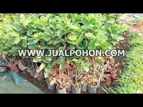 Mulai Berkebun dengan Bibit Jambu Kristal Merah