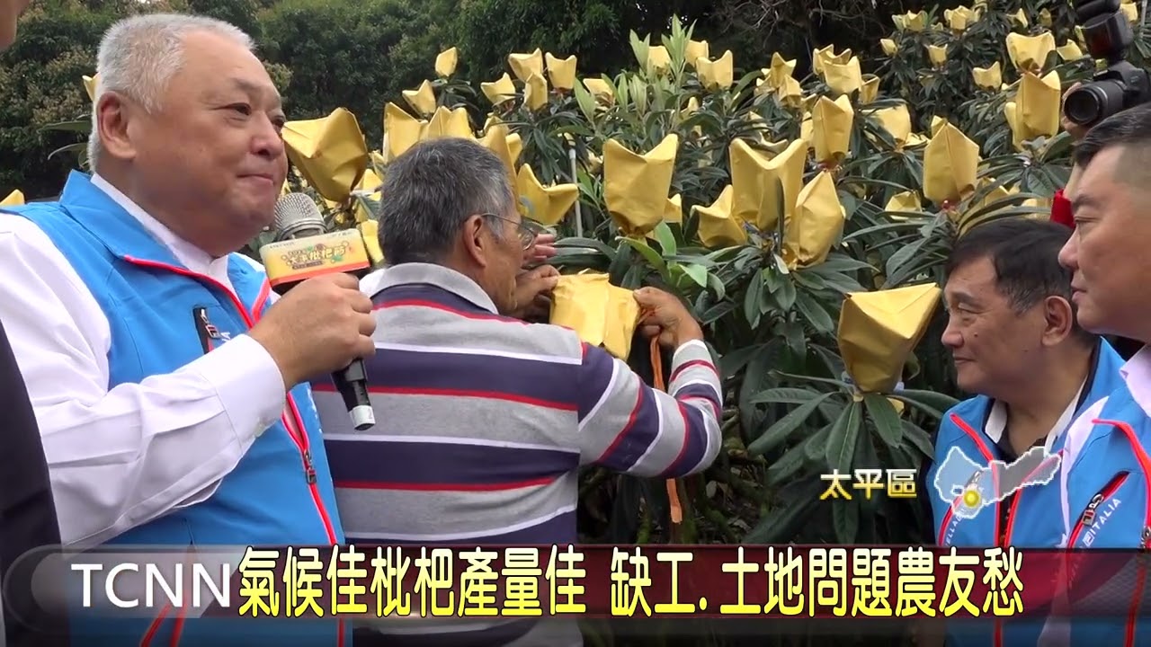 氣候佳枇杷產量佳 缺工 土地問題農友愁