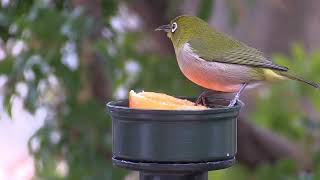 Download Lagu Tiếng Chim Vành Khuyên Gọi Đàn.Tiếng Chim Khuyên Dùng Bẫy Keo MP3