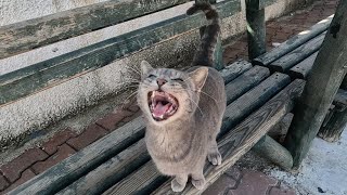 Gray cat that asks me for food by meowing is very hungry by meow meow 4,529 views 13 days ago 2 minutes, 36 seconds