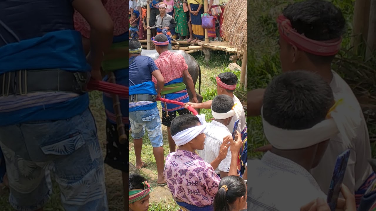 Acara Soka pateba, pesta gali tulang kampung RATO Weri, desa Umbu wango, Wewewa selatan.