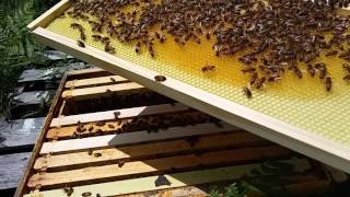 Marking Queens and Getting Stung