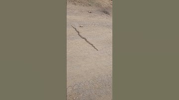Huge Gopher Snake !! #viral #trending #wildlife #snake