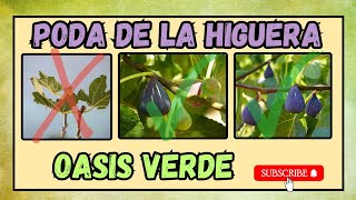 ✅ Cómo Podar una Higuera Paso a Paso – Guía Fácil para Principiantes