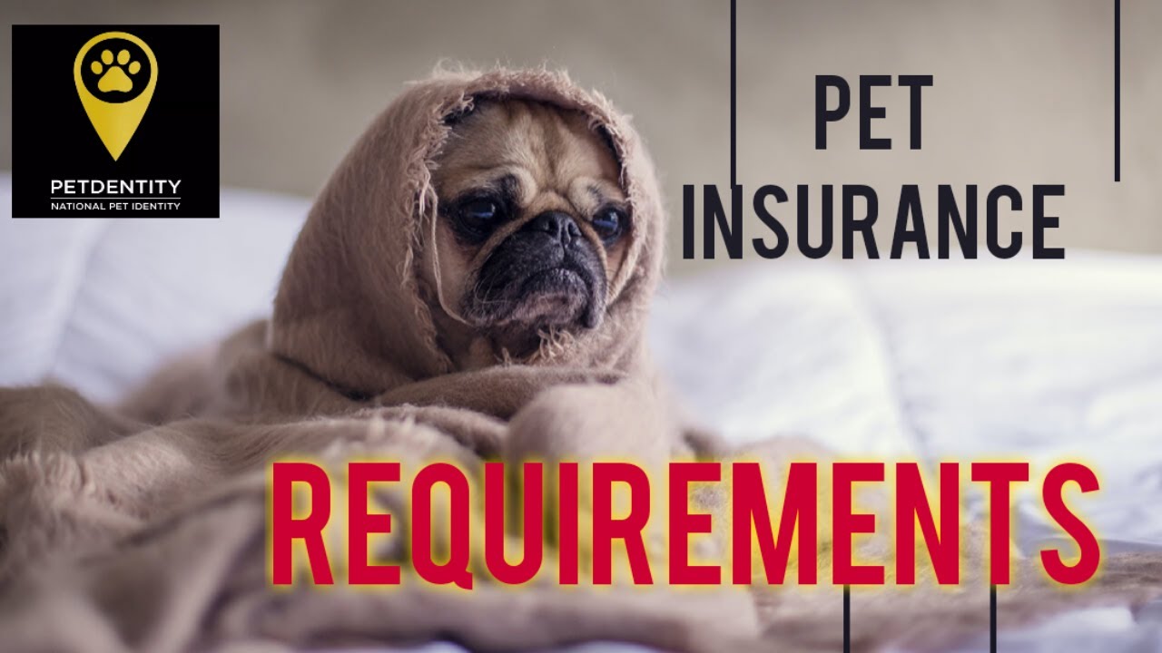 Pet Insurance Requirements YouTube