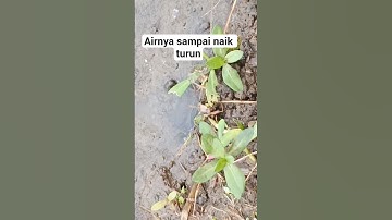 dugaanku ini sarang belut babon #mancing #shorts #shortvideo #fyp #fypシ゚viral