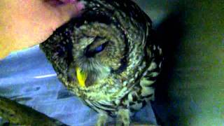 Hootie, The Owl That Thinks He's A Dog Hootie, The Owl That Thinks He's A Dog