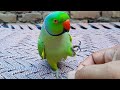 Romeo so amazing talking parrot  a one of the unique new member of talking parrot family
