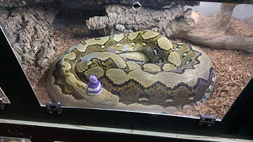 Drop feeding: Reticulated Pythons eat almost identically.