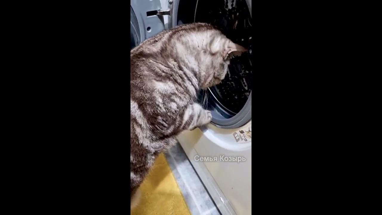 Кот в стерянной машине. Енот-полоскун енотовые. Енот полоскун северная америка. Енот мультяшка. Стирка животное.