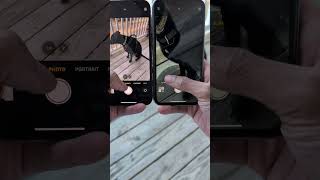 Iphone 16E Vs Iphone 11 Camera Zoom Test