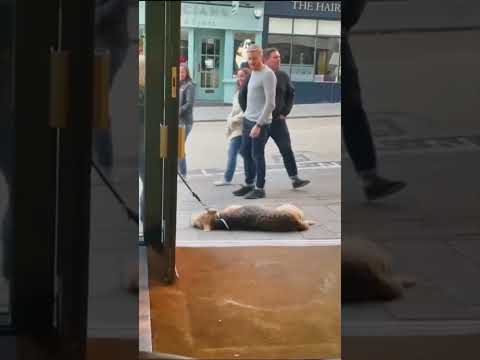 Cachorro só continua o passeio depois de entrar no pub