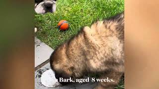 Leonberger puppy