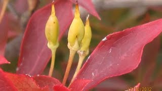 Enkianthus Perulatus Frühblühende Prachtglocke