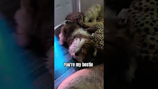 Adorable Shihtzu Bella