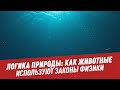 Логика природы: как животные используют законы физики - Школьная  программа для взрослых