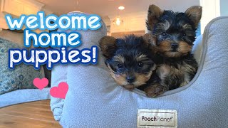 Meet our new YORKIE PUPPIES!